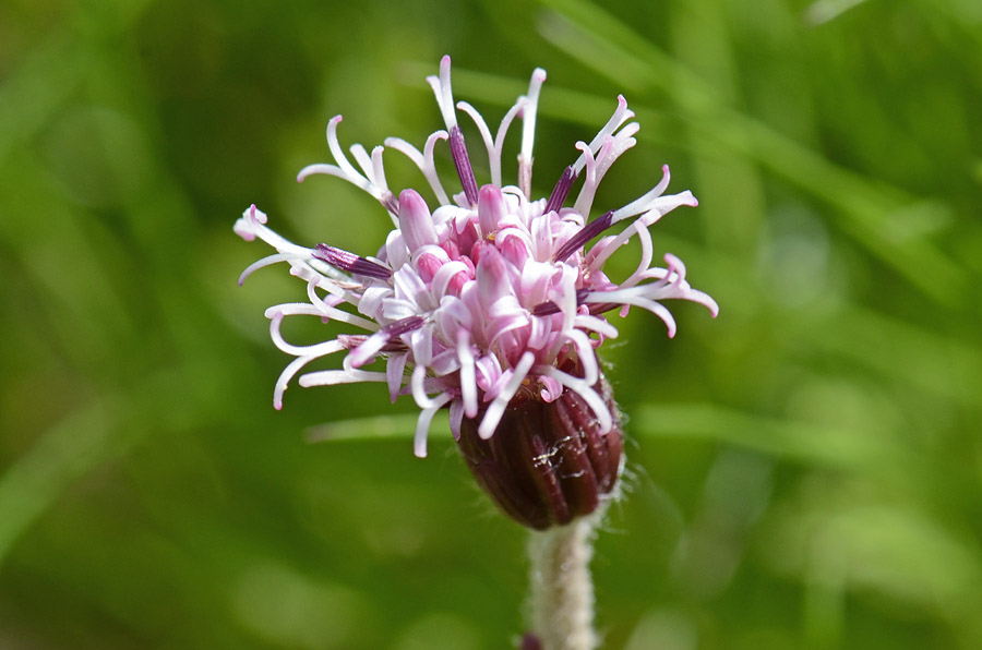 Homogyne alpina / Omogine alpestre